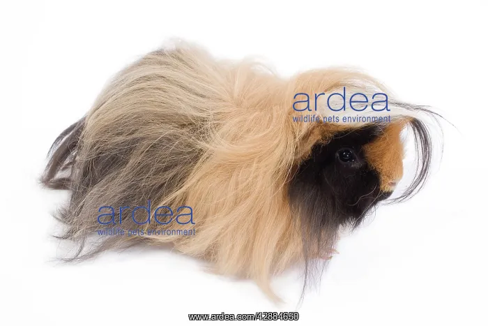  : Alpaca Guinea Pig - in studio