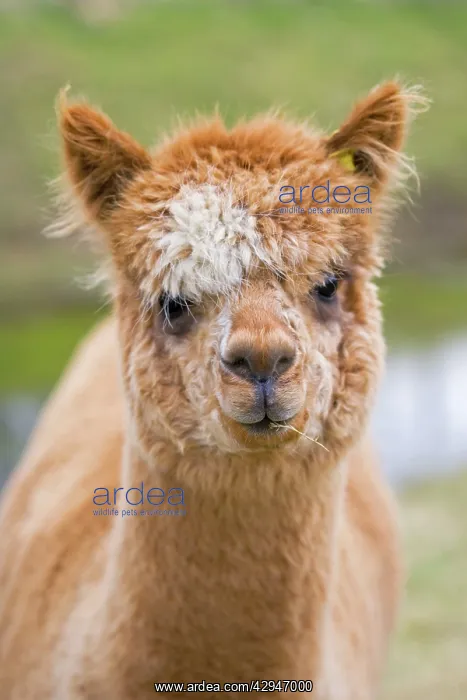  : Alpaca - head of alpaca domesticated camelid