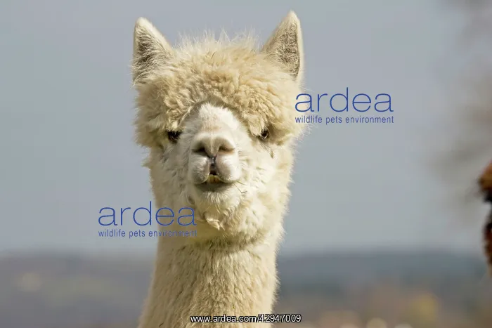  : Alpaca - head of white Alpaca