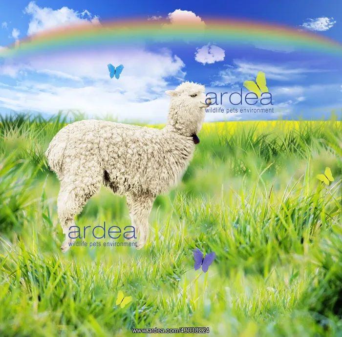 : Alpaca, jumping for joy, smiling, happy, in spring : Alpaca, jumping for joy, smiling, happy, in spring