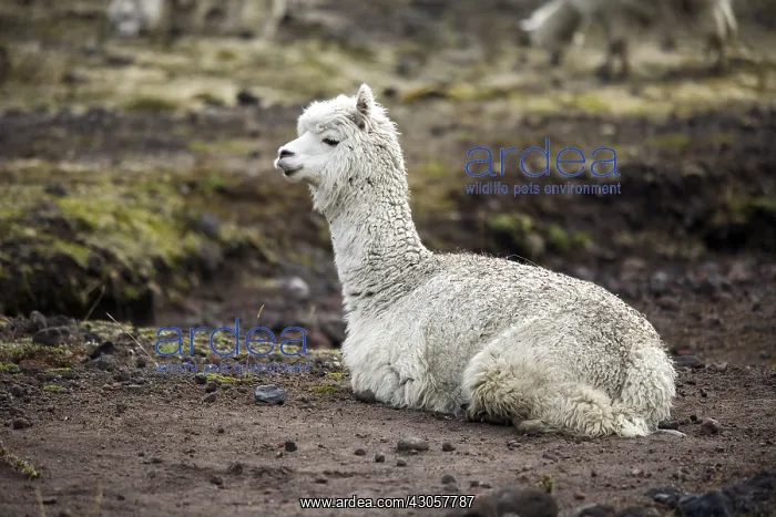 : Alpaca laid in the Andes Mountains Ecuador : Alpaca laid in the Andes Mountains Ecuador