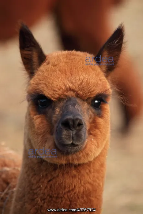: Alpaca (Lama pacos) - New York - USA - A domesticated : Alpaca (Lama pacos) - New York - USA - A domesticated