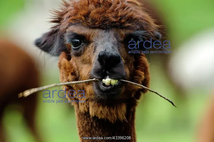 : Alpaca (Llama pacos) : Alpaca (Llama pacos)