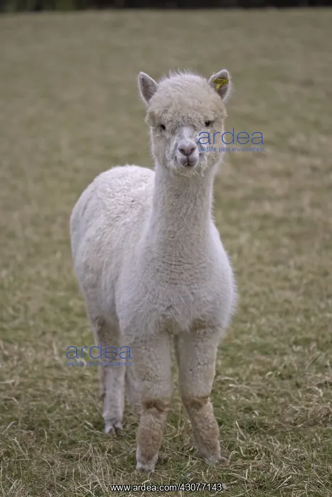 : Alpaca in a meadow Cotswolds UK : Alpaca in a meadow Cotswolds UK