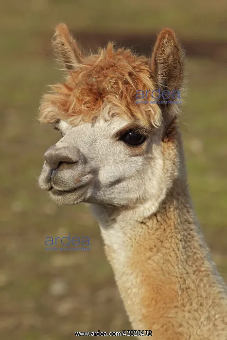 : Alpaca - New York - USA : Alpaca - New York - USA