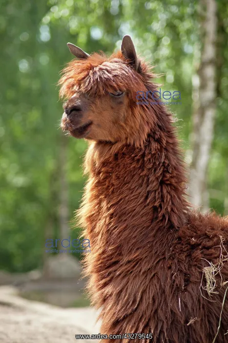 : Alpaca, Serengeti Park, Hodenhagen, Lower Saxony : Alpaca, Serengeti Park, Hodenhagen, Lower Saxony