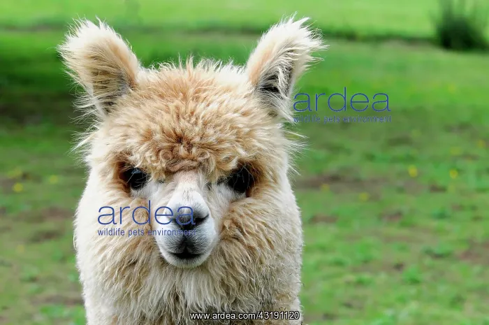 : Alpaca (Vicugna pacos), alpaca breeding, Schwaebisch : Alpaca (Vicugna pacos), alpaca breeding, Schwaebisch