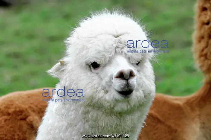 : Alpaca (Vicugna pacos), alpaca breeding, Schwaebisch : Alpaca (Vicugna pacos), alpaca breeding, Schwaebisch