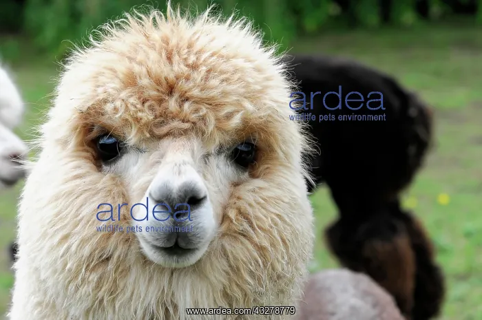 : Alpaca (Vicugna pacos), alpaca breeding, Schwaebisch : Alpaca (Vicugna pacos), alpaca breeding, Schwaebisch