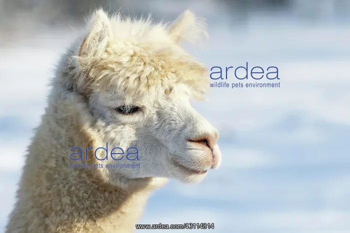 : Alpaca (Vicugna pacos), animal portrait, Schleswig-Holstein : Alpaca (Vicugna pacos), animal portrait, Schleswig-Holstein
