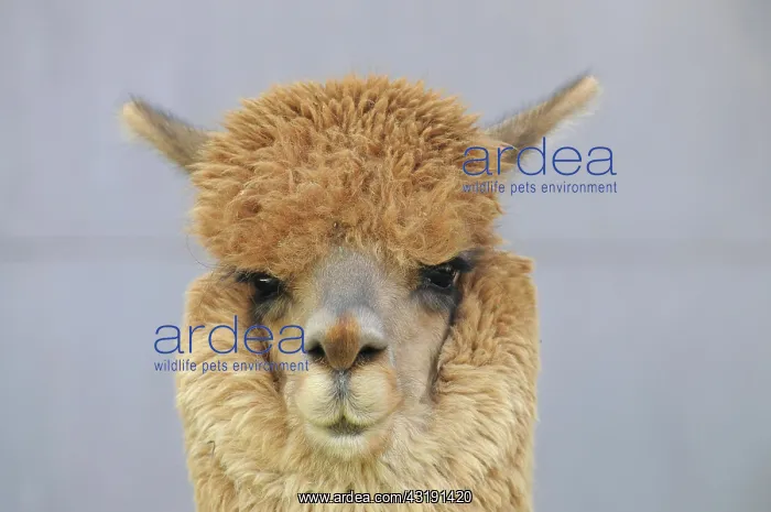 : Alpaca (Vicugna pacos), Arequipa, Inca settlement : Alpaca (Vicugna pacos), Arequipa, Inca settlement