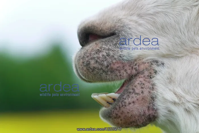 : Alpaca (Vicugna pacos), dentition : Alpaca (Vicugna pacos), dentition
