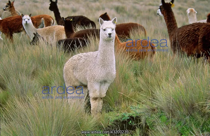 : Alpaca (Vicugna pacos), Ecuador, South Amerika : Alpaca (Vicugna pacos), Ecuador, South Amerika