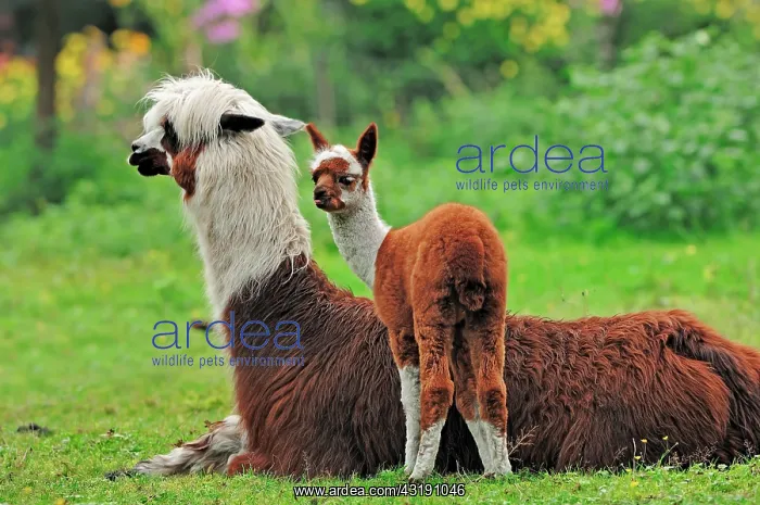 : Alpaca (Vicugna pacos), female with cria, native : Alpaca (Vicugna pacos), female with cria, native