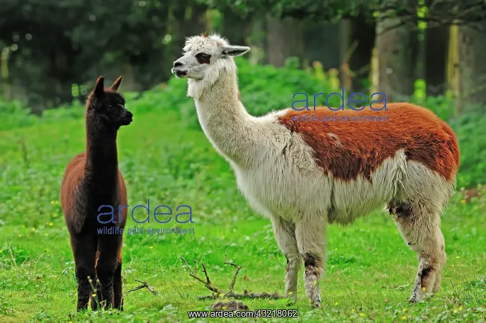 : Alpaca (Vicugna pacos), female with cria, native : Alpaca (Vicugna pacos), female with cria, native