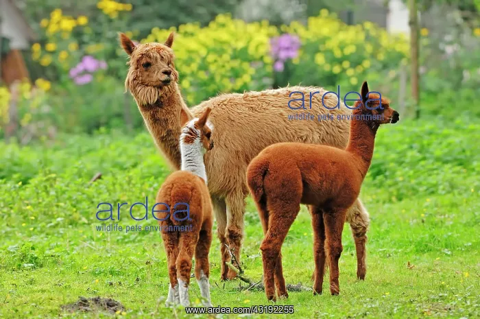 : Alpaca (Vicugna pacos), female with crias, native : Alpaca (Vicugna pacos), female with crias, native