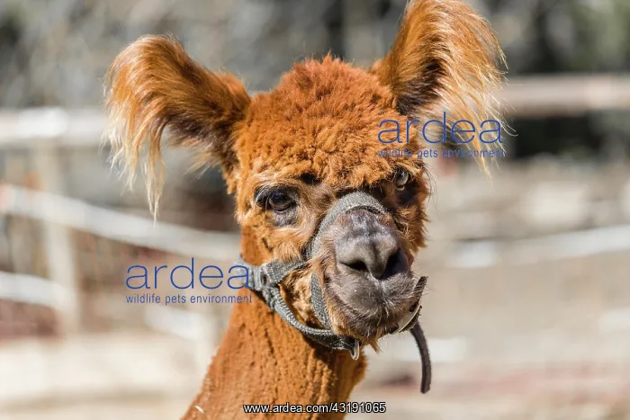 : Alpaca (Vicugna pacos), female, Tyrol, Austria : Alpaca (Vicugna pacos), female, Tyrol, Austria