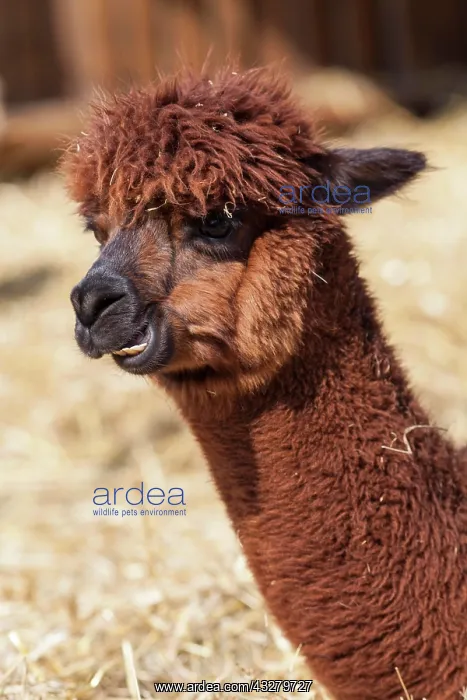 : Alpaca (Vicugna pacos), Hesse, Germany, Europe Alpaka : Alpaca (Vicugna pacos), Hesse, Germany, Europe Alpaka