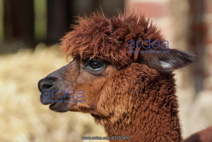 : Alpaca (Vicugna pacos), Hesse, Germany, Europe : Alpaca (Vicugna pacos), Hesse, Germany, Europe
