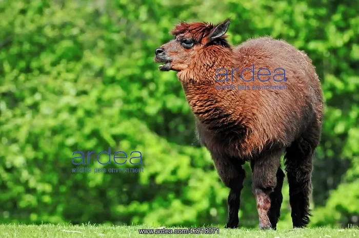 : Alpaca (Vicugna pacos), native to South America : Alpaca (Vicugna pacos), native to South America