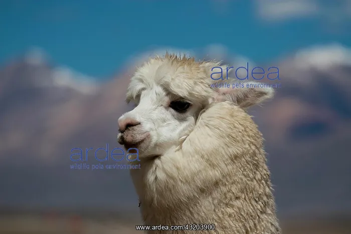 : Alpaca (Vicugna pacos), Peru, South America : Alpaca (Vicugna pacos), Peru, South America