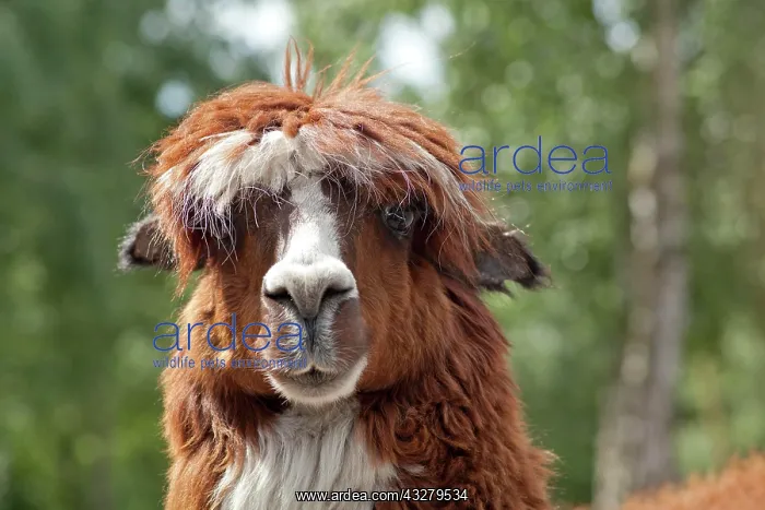 : Alpaca (Vicugna pacos), portrait, Serengeti Park : Alpaca (Vicugna pacos), portrait, Serengeti Park