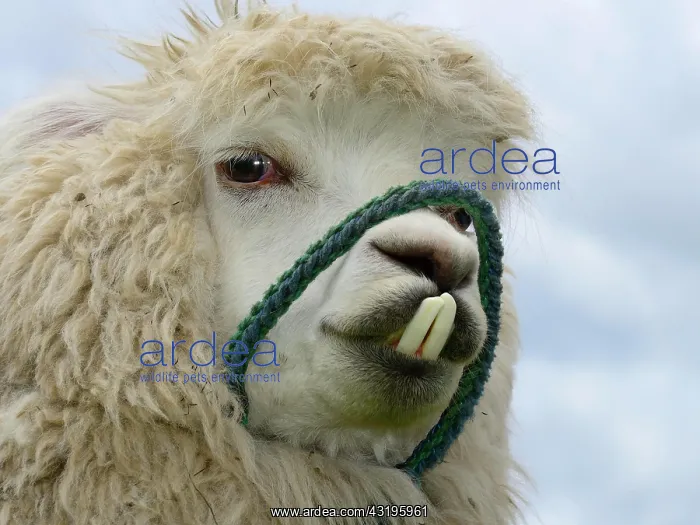 : Alpaca (Vicugna pacos) with underbite, near Otavalo : Alpaca (Vicugna pacos) with underbite, near Otavalo