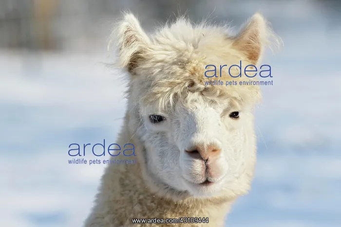 : Alpaca (Vicugna pacos) in winter in the snow, animal : Alpaca (Vicugna pacos) in winter in the snow, animal