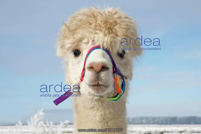 : Alpaca (Vicugna pacos) in winter in the snow, animal : Alpaca (Vicugna pacos) in winter in the snow, animal