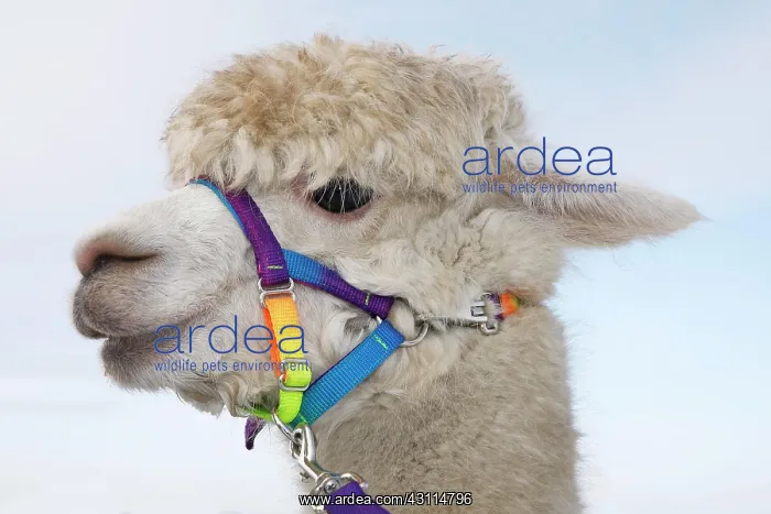 : Alpaca (Vicugna pacos) in winter in the snow, animal : Alpaca (Vicugna pacos) in winter in the snow, animal