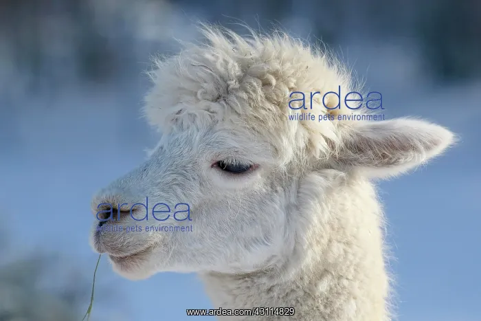 : Alpaca (Vicugna pacos) in winter in the snow, animal : Alpaca (Vicugna pacos) in winter in the snow, animal
