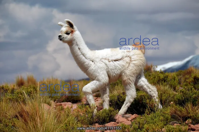 : Alpaca (Vicugna pacos), young, Andes, Bolivian Altiplano : Alpaca (Vicugna pacos), young, Andes, Bolivian Altiplano