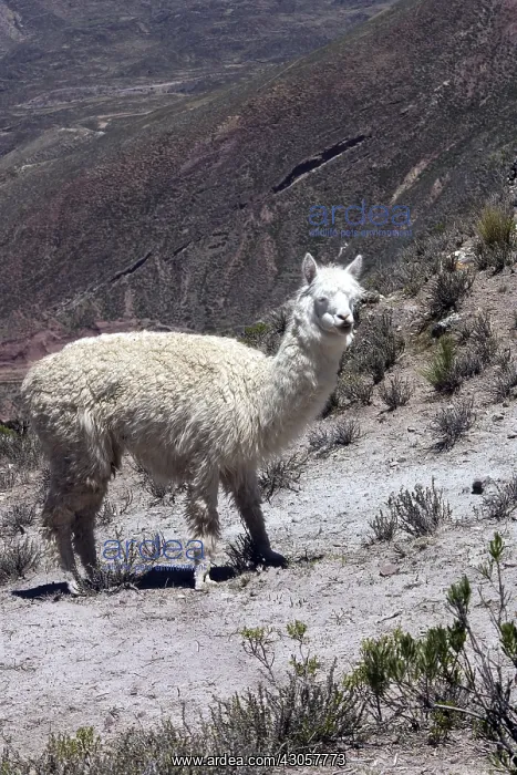 : Alpaca watching Chivay region Caylloma Peru : Alpaca watching Chivay region Caylloma Peru