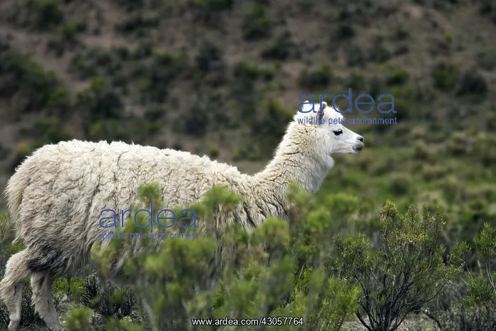 : Alpaca watching in the vegetation Chivay region Peru : Alpaca watching in the vegetation Chivay region Peru