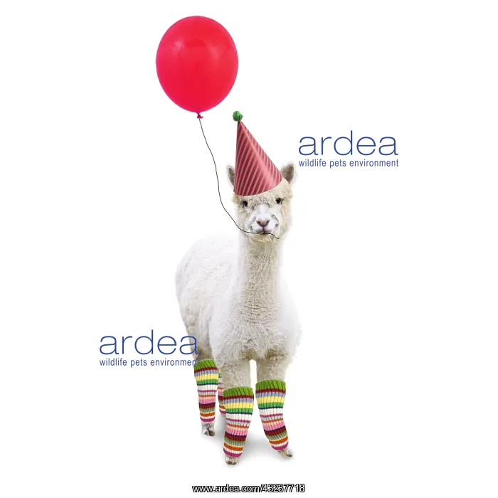 : Alpaca, wearing Birthday party hat and leggings : Alpaca, wearing Birthday party hat and leggings