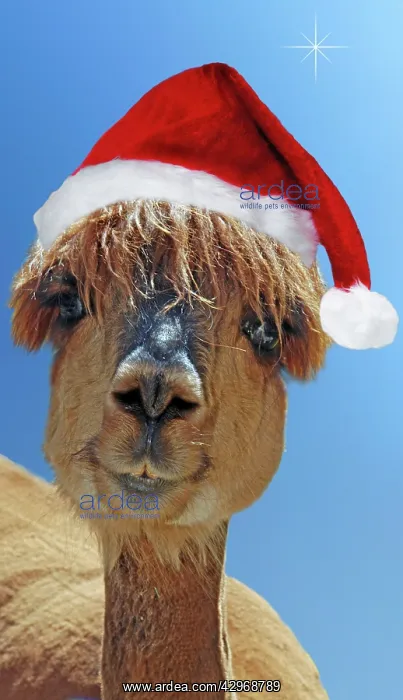 : Alpaca - wearing Christmas hat : Alpaca - wearing Christmas hat