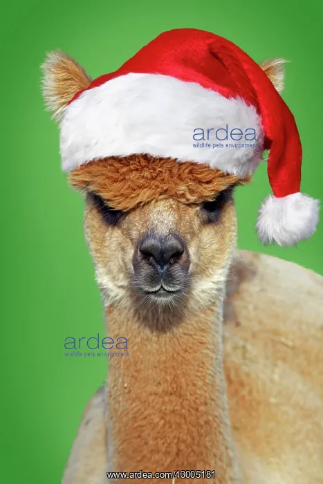 : Alpaca wearing Christmas hat : Alpaca wearing Christmas hat