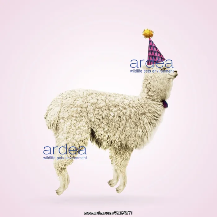 : Alpaca, wearing party hat, jumping for joy, smiling, happy : Alpaca, wearing party hat, jumping for joy, smiling, happy
