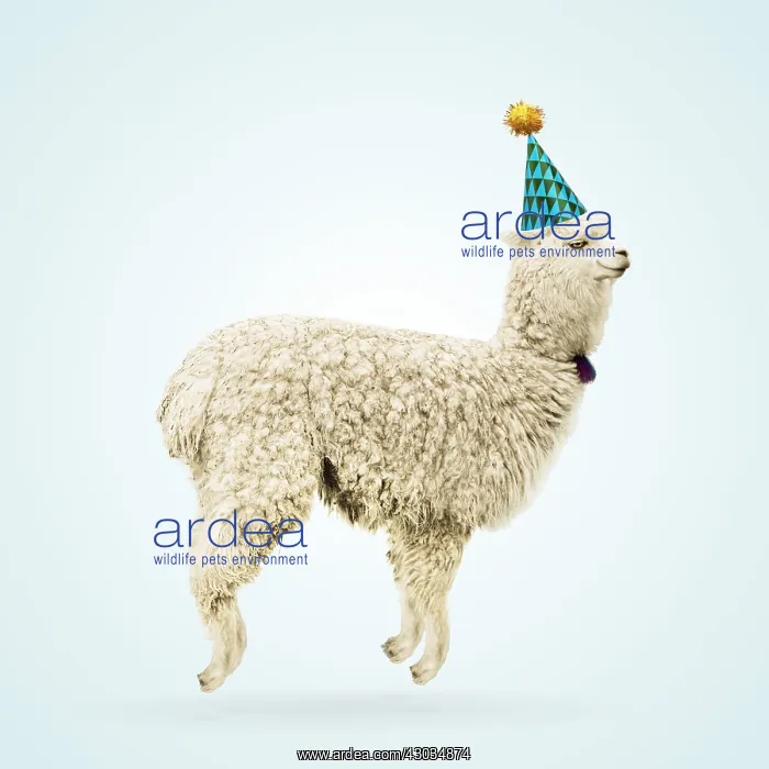 : Alpaca, wearing party hat, jumping for joy, smiling, happy : Alpaca, wearing party hat, jumping for joy, smiling, happy
