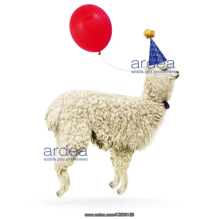 : Alpaca, wearing party hat, jumping for joy carrying : Alpaca, wearing party hat, jumping for joy carrying
