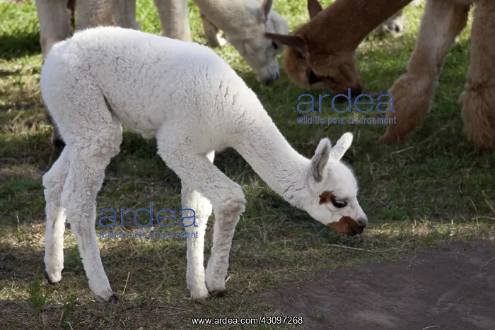 : Alpaca young : Alpaca young