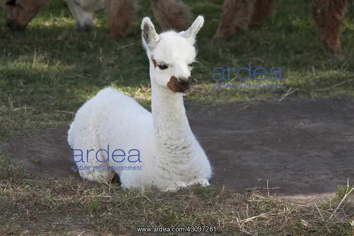 : Alpaca young : Alpaca young