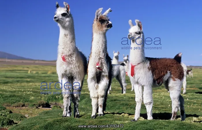 : Alpacas on a bofedal near Colchane, Chile, South : Alpacas on a bofedal near Colchane, Chile, South