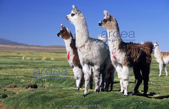 : Alpacas on a bofedal near Colchane, Chile, South : Alpacas on a bofedal near Colchane, Chile, South