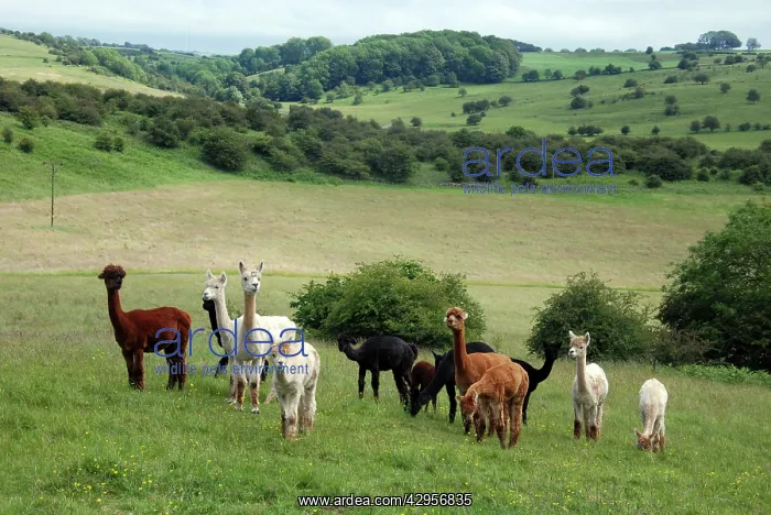 : Alpacas on an English farm : Alpacas on an English farm