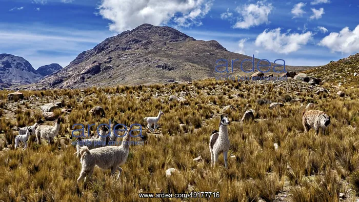 : Alpacas grazing in a high grassland against a backdrop of mountains and blue sky : Alpacas grazing in a high grassland against a backdrop of mountains and blue sky