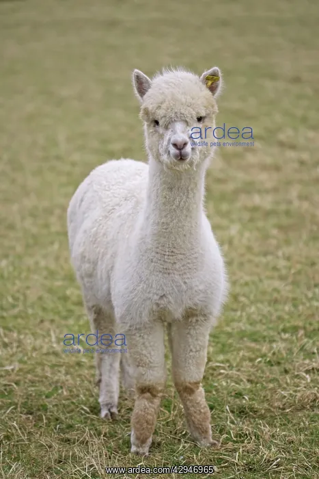 : Alpacas - are native to Peru and have been domesticated : Alpacas - are native to Peru and have been domesticated