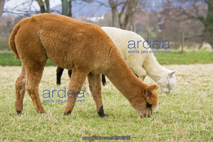 : Alpacas - are native to Peru and have been domesticated : Alpacas - are native to Peru and have been domesticated