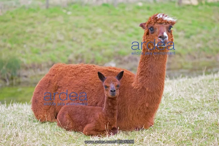 : Alpacas - are native to Peru and have been domesticated : Alpacas - are native to Peru and have been domesticated