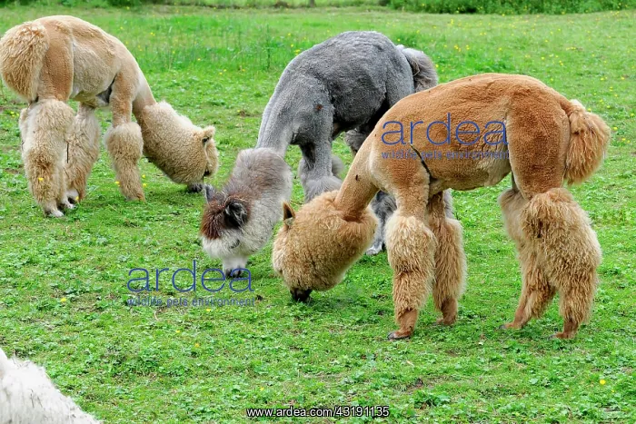 : Alpacas (Vicugna pacos), alpaca breeding, Schwaebisch : Alpacas (Vicugna pacos), alpaca breeding, Schwaebisch